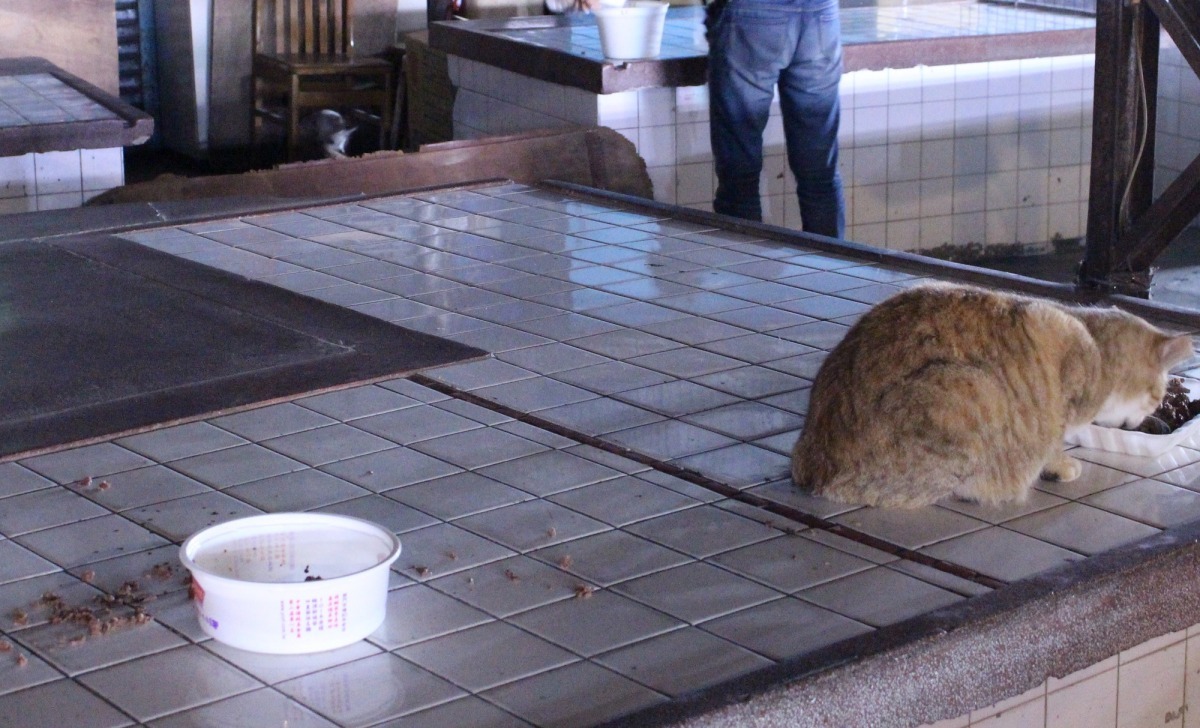 餵養流浪動物後若未妥善清理環境,容易引發居民反彈(示意圖) 台灣動物新聞網資料照(李娉婷/攝)