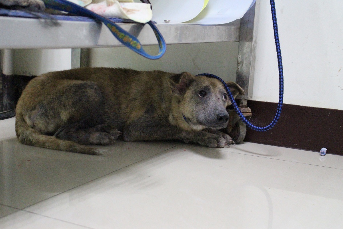 若真的有困難，無法繼續飼養寵物，民眾應至各縣市的動物之家辦理「不擬續養」，並繳交該縣市訂定的規費，不可隨意棄置。台北市除了2400元的規費外，還設置了15天的「公告讓渡期」，將寵物上網公告15天後仍無人認養，飼主才可至動物之家辦理不擬續養。　台灣動物新聞網資料照(江幸芸/攝)