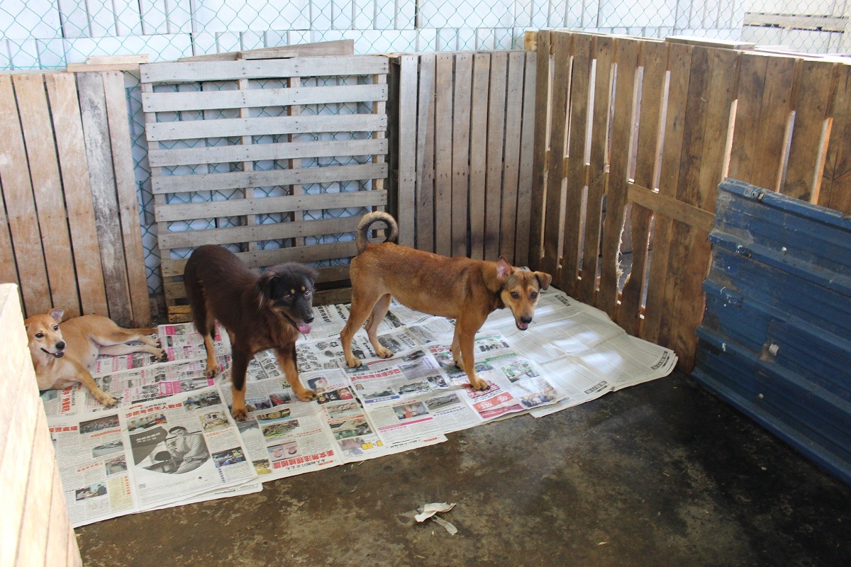 SPCA KK目前的犬舍是由棧板隔出，設備簡陋。　台灣動物新聞網資料照(何宜/攝)