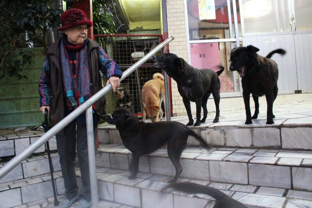 張奶奶除了在外餵養的街貓，家中還收容有30多隻貓狗，目前是花錢請人住在家中照顧牠們，奶奶自己則因醫療需求搬到醫院附近居住，每月開銷龐大。　李娉婷/攝