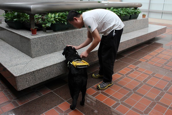 想多了解開路天使導盲犬嗎？健行日當天也會有介紹！照片為導盲犬為視障者確認休息處的安全。 李娉婷/攝