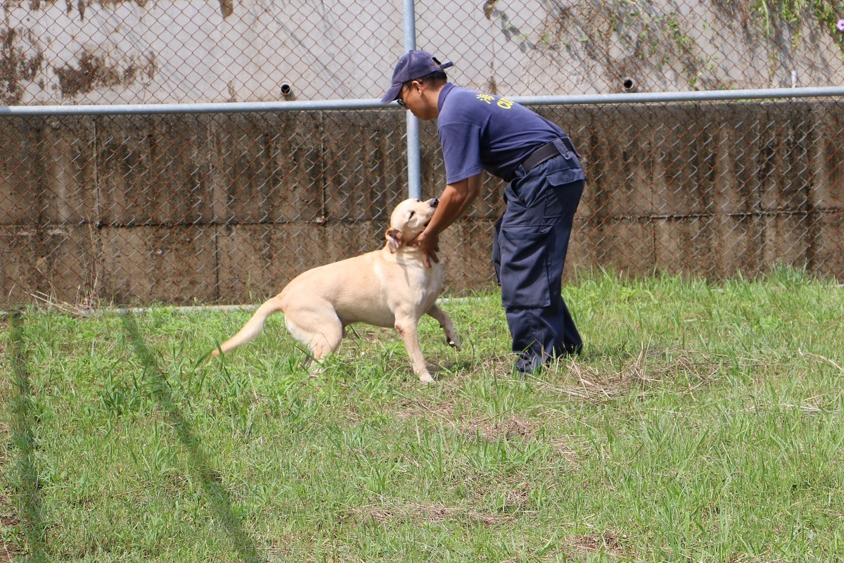 退訓緝毒犬與人互動良好，有時候甚至是與人太親近，才不適合當工作犬。 李娉婷/攝