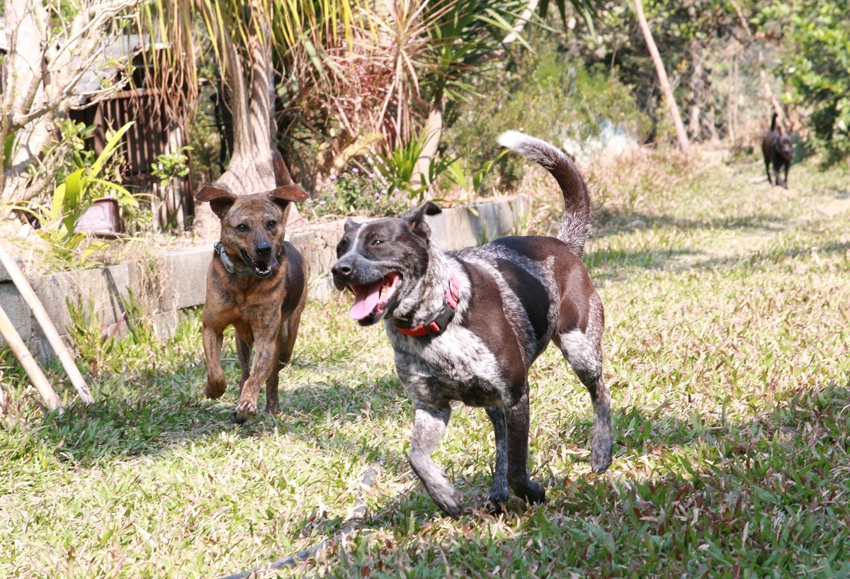  中華民國保護動物協會的「狗來富計畫」將狗兒從公立收容所中領出、訓練親和後，交由鄉間家庭代養，舒緩收容所空間。　 中華民國保護動物協會/提供