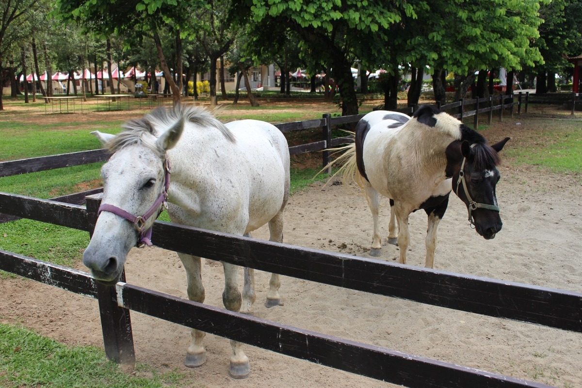將來提供騎乘服務的馬場、讓遊客餵食動物的休閒農場都必須申請展演動物業執照。 李娉婷/攝