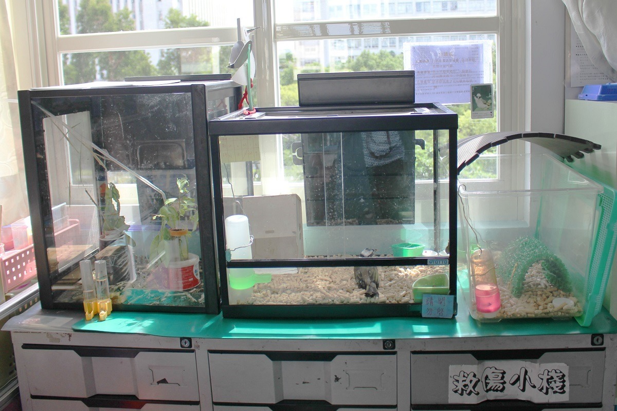 位於小學班級中的「救傷小棧」。　李娉婷/攝