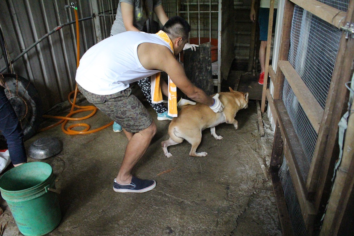 從台北遠道而來的志工協助葉媽媽將犬隻分區。 李娉婷/攝