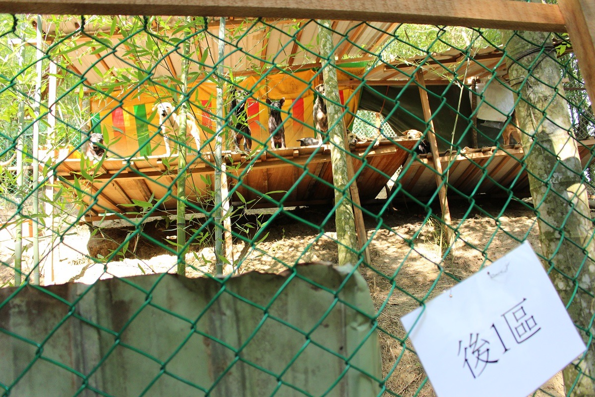 葉媽媽狗園在志工的協助下將狗狗分區管理。 李娉婷/攝