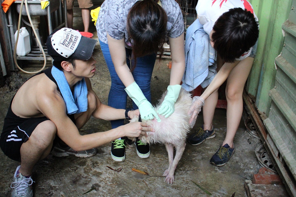 志工幫有皮膚病的狗兒洗藥浴、點藥。 李娉婷/攝