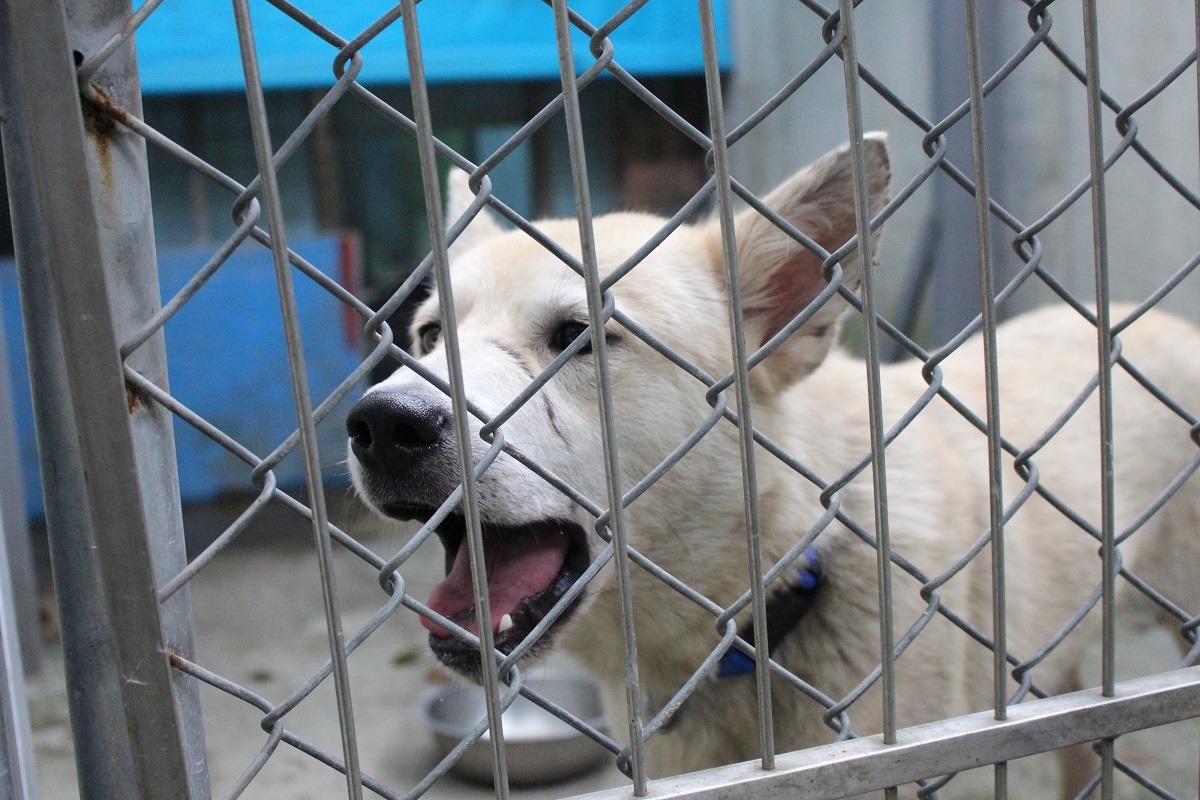 Google相當親人，但不會控制玩耍的力道，還會護食、咬狗，嘴上一圈長不出毛的壓痕，疑似長期戴著嘴套造成。　李娉婷/攝