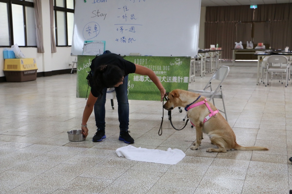 中華民國保護動物協會10月底舉辦「緝毒退訓犬送養見面會」，會後訓犬師Mojito向領養人講解基本照顧知識。　何宜/攝