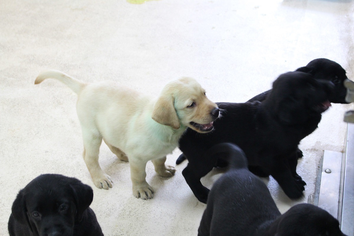 緝毒犬身負重責大任，資質要求高，就連嚴格把關培育出的狗兒，都只有2-3成能成為緝毒犬。　何宜/攝
