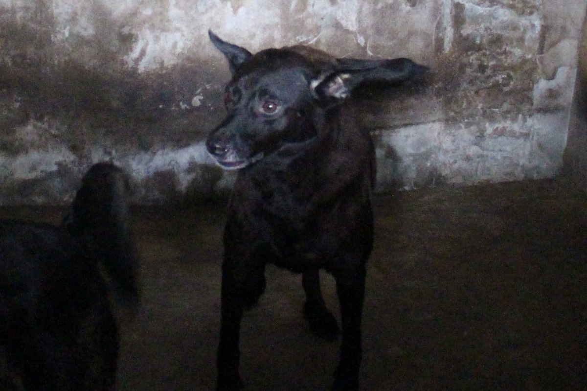 立法院經濟委員會今日進行多項《動物保護法》修正案審查，通過禁食貓狗肉、虐待動物加重罰等條款。　李娉婷/攝