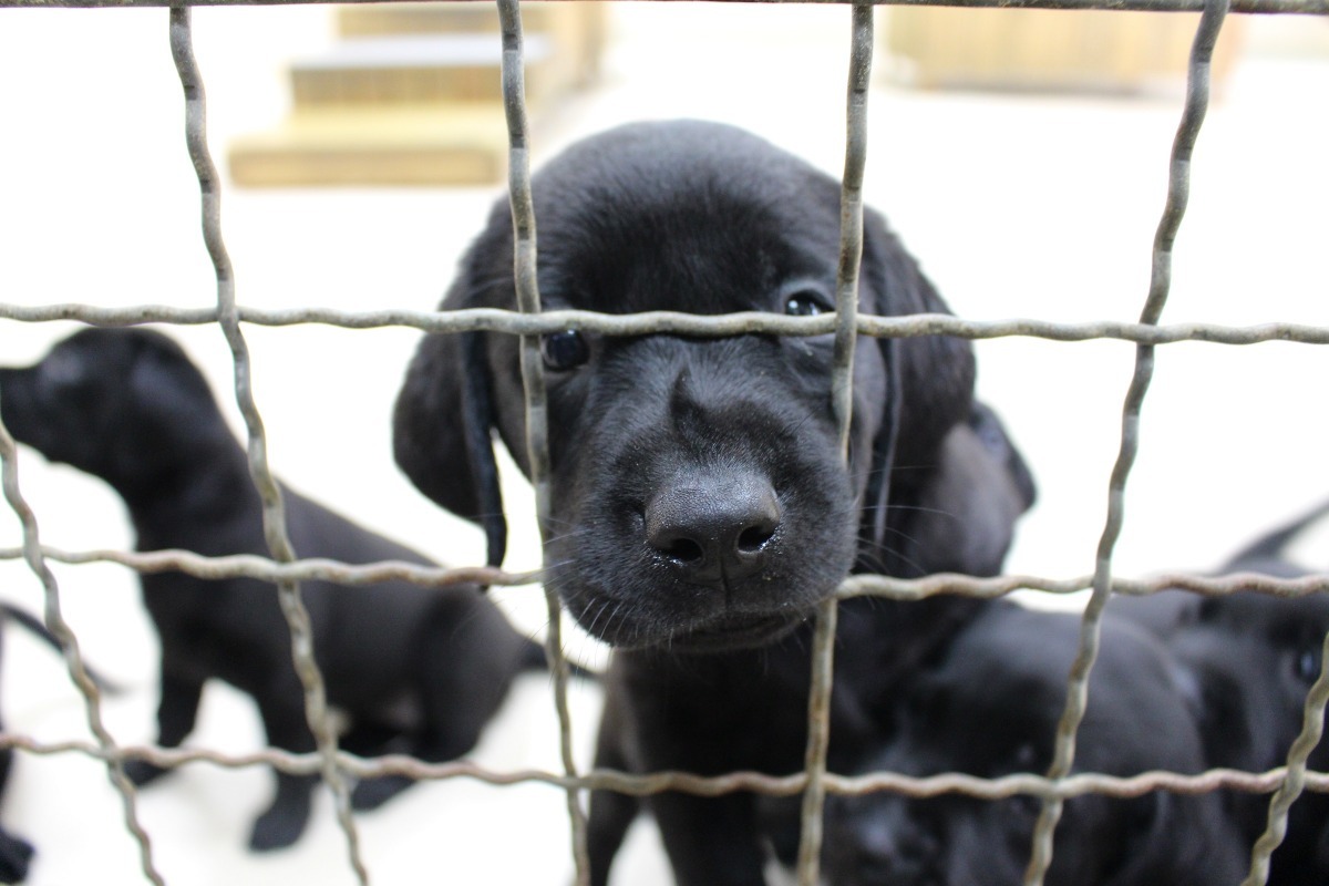 一般來說，工作犬幼犬出生2-4個月後會進入寄養家庭進行社會化訓練，1歲後再回到機構進行工作犬訓練。　何宜/攝
