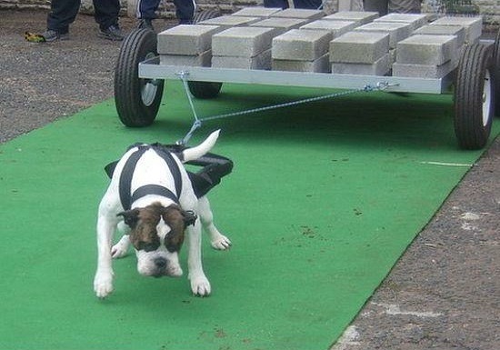 看到這樣的照片,「虐狗」的想法是不是竄入了你的腦海中?但Steve表示,對某些品種的狗而言,負重是一項快樂的遊戲,如伯恩山犬、哈士奇、英國鬥牛犬。 Steve/提供