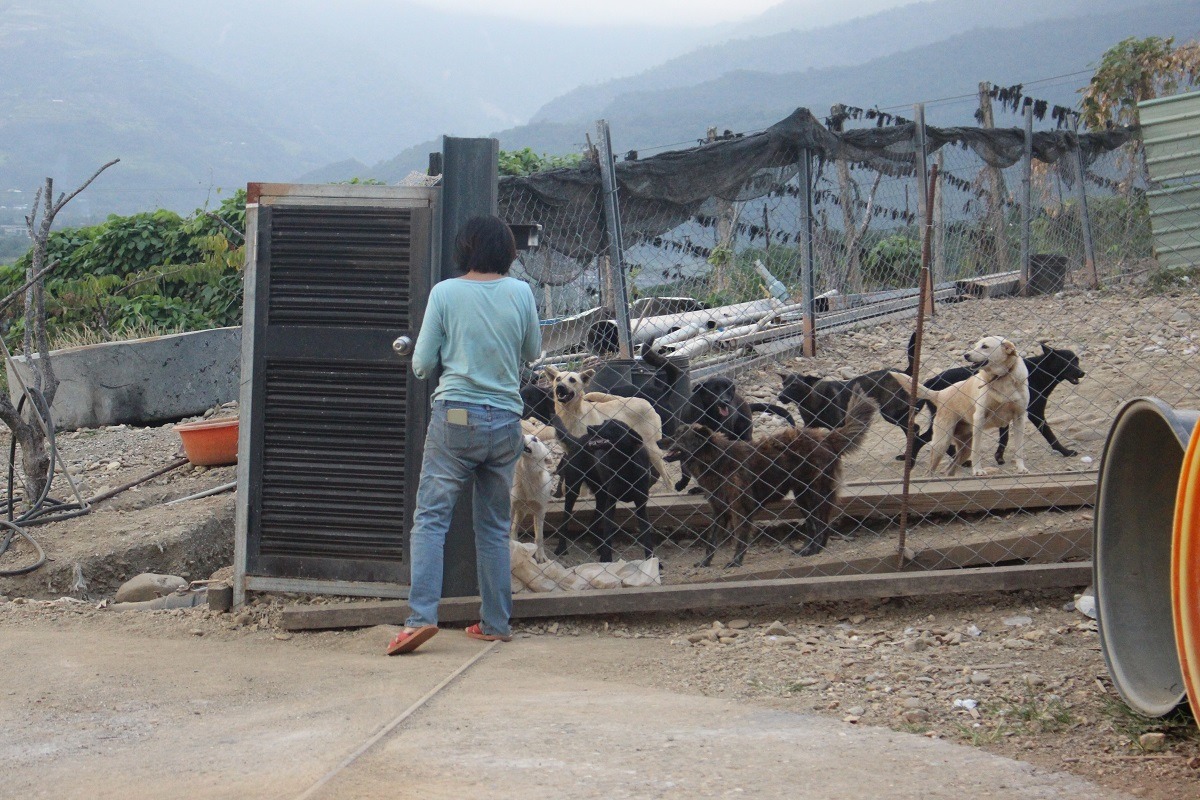 呂小姐生性害羞，務農與養狗占了她生活中大多數的時間。 李娉婷/攝