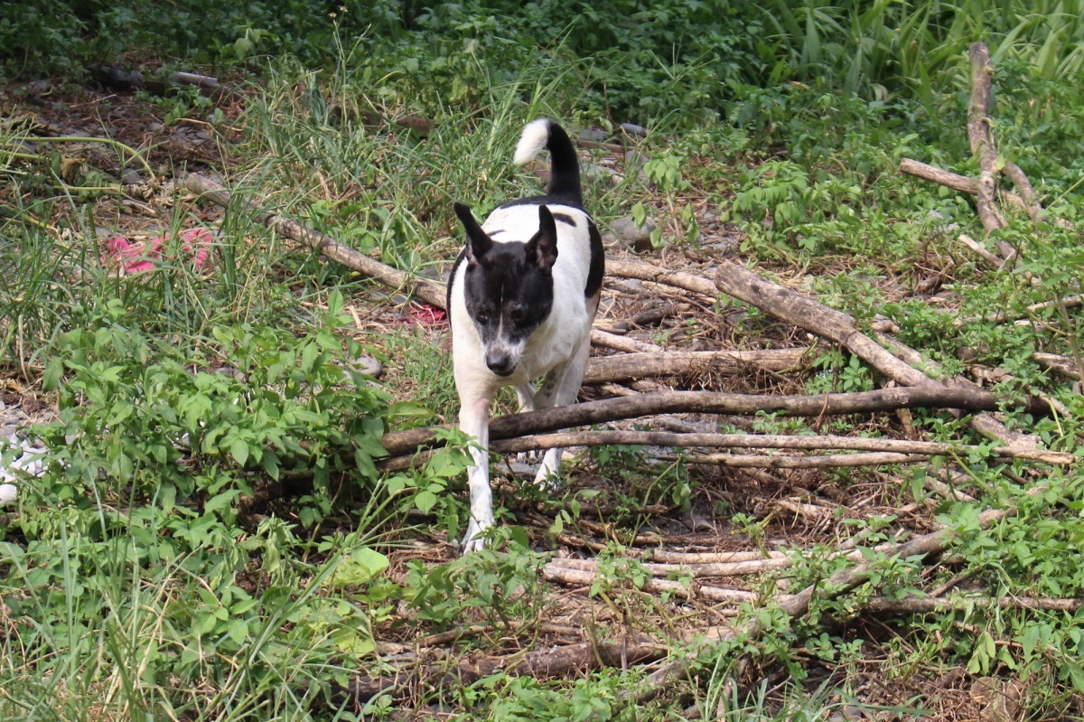 放養家犬多未進行寵登。　李娉婷/攝