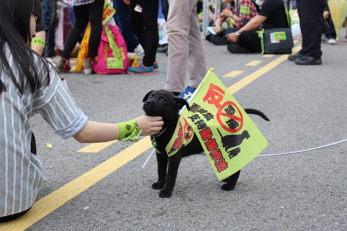 新版動保法今年1月三讀通過，2月公布實施。圖為2014年動保法修法聯盟遊行。　何宜/攝