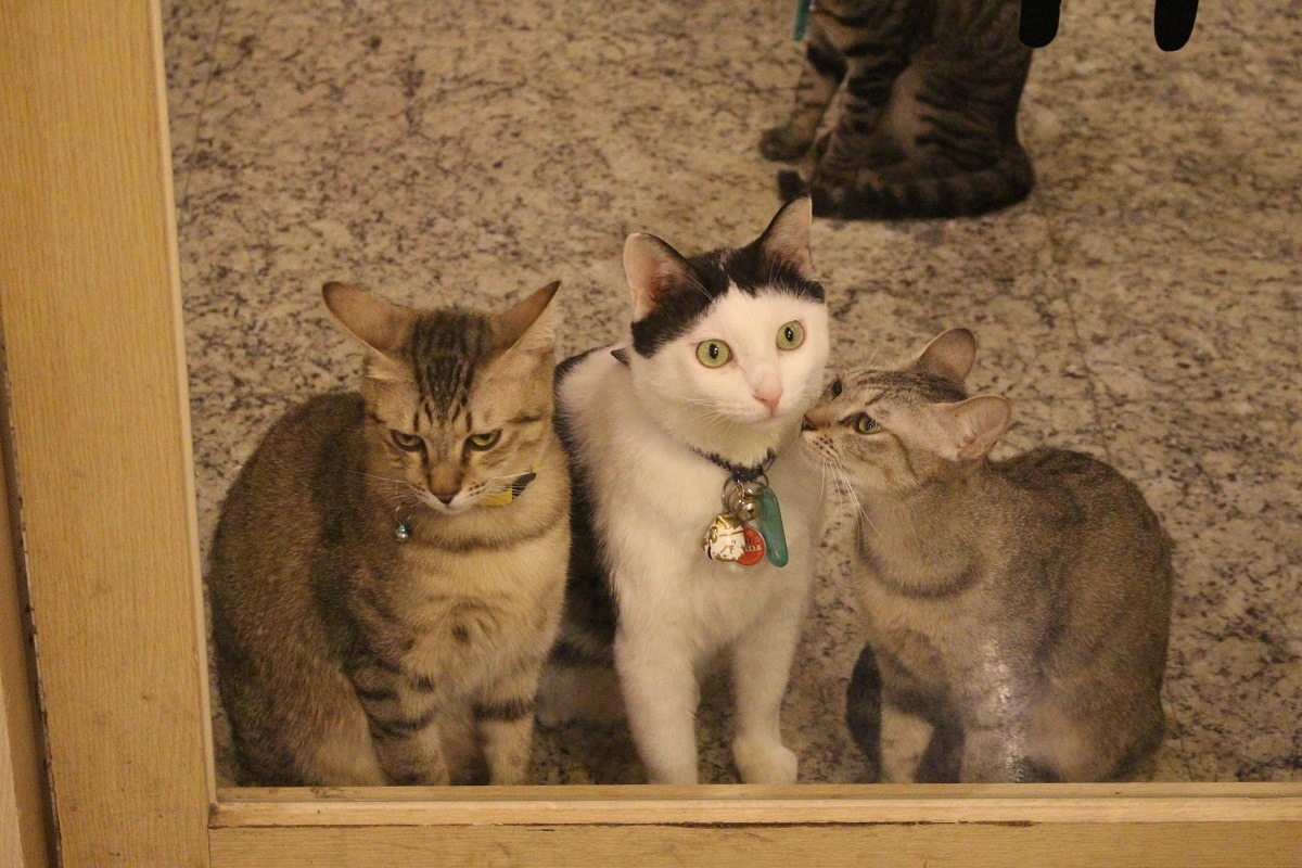 空間這麼大，大家還是都要跑來擠Kusi哥哥！　李娉婷/攝