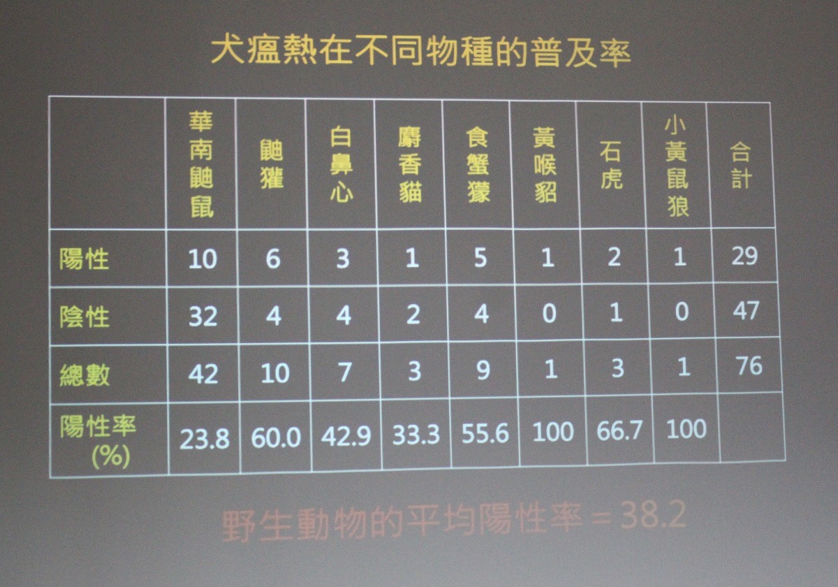 石虎、麝香貓、華南鼬鼠等動物數量稀少,疾病感染影響族群甚廣。 李娉婷/翻攝