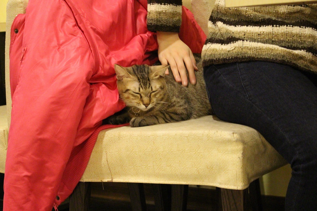 野喵中途咖啡目前有9隻貓，不過來訪的客人只看得到6隻，有3隻還在適應環境，害羞地躲了起來。　李娉婷/攝