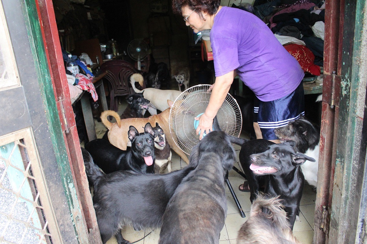 與50多隻狗同住，方阿姨一家的生活品質其實非常不好，方阿姨說，常常狗的飼料是買的，但他們吃的菜是去市場撿的。　李娉婷/攝