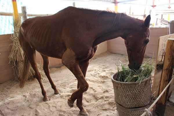 茱麗葉有些消瘦，但還是能正常進食與排便，也還能自行站立。　李娉婷/攝