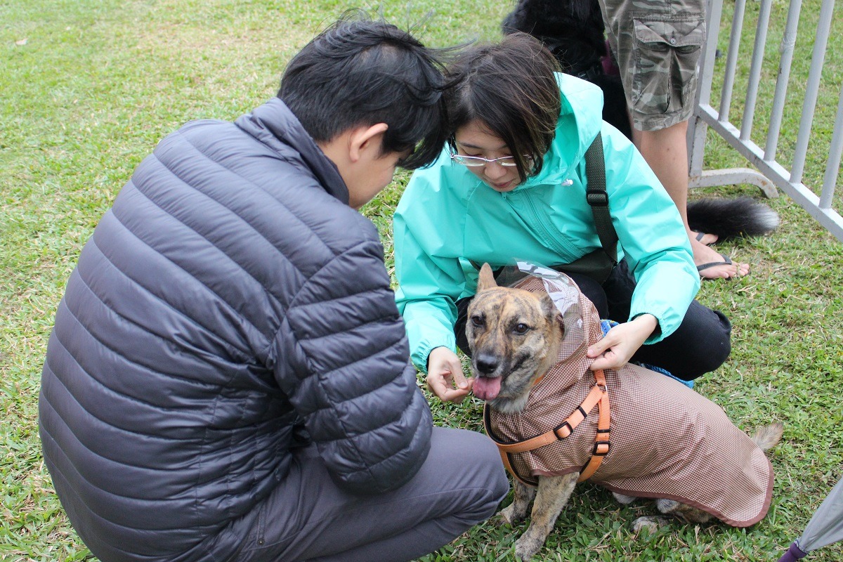 下雨時主人不是先撐傘，而是趕緊幫毛孩穿上專用雨衣，這也是過去不容易見到的風景。　李娉婷/攝
