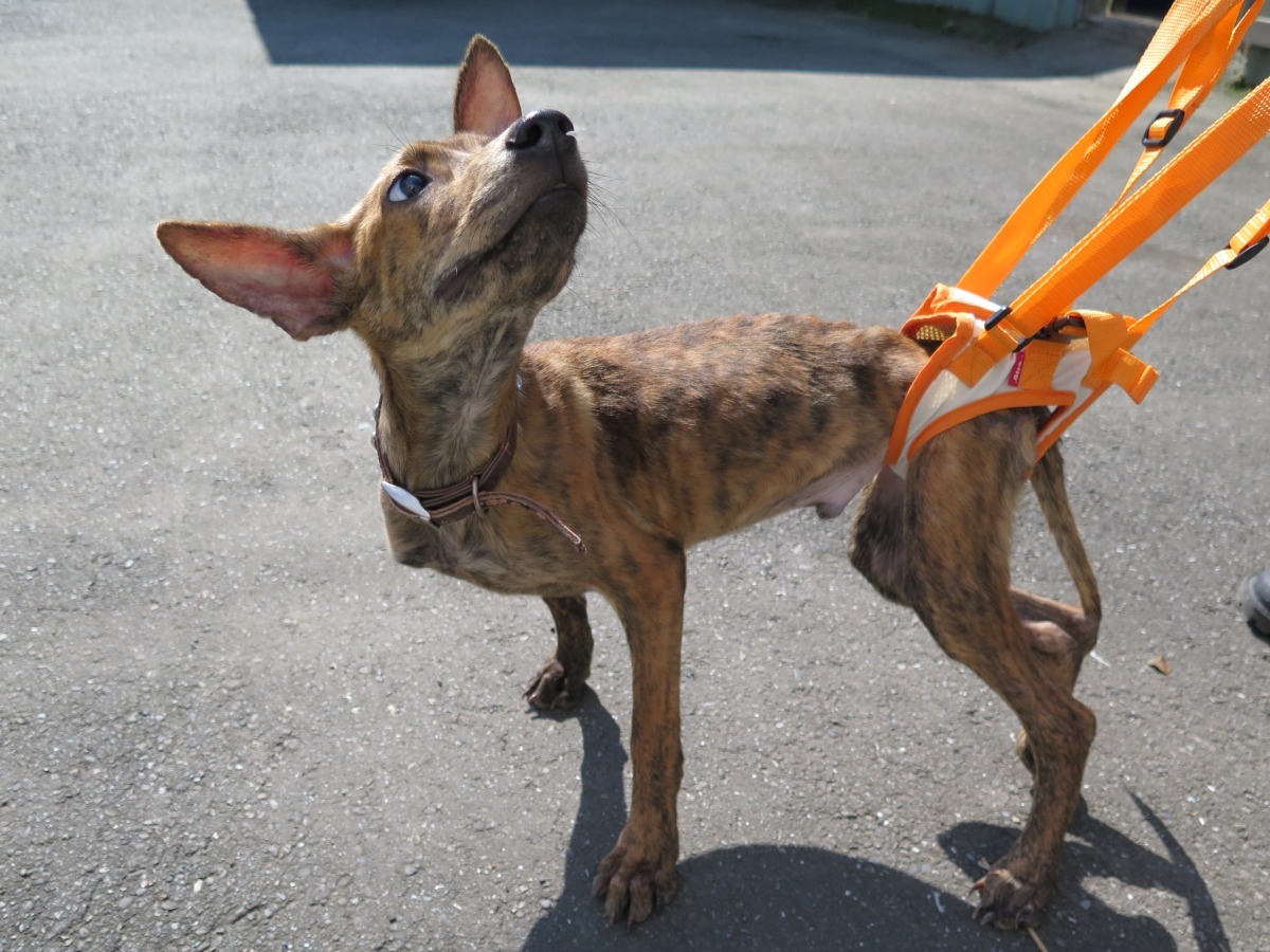 練習站立的小鬥士。　新北市動保處/提供