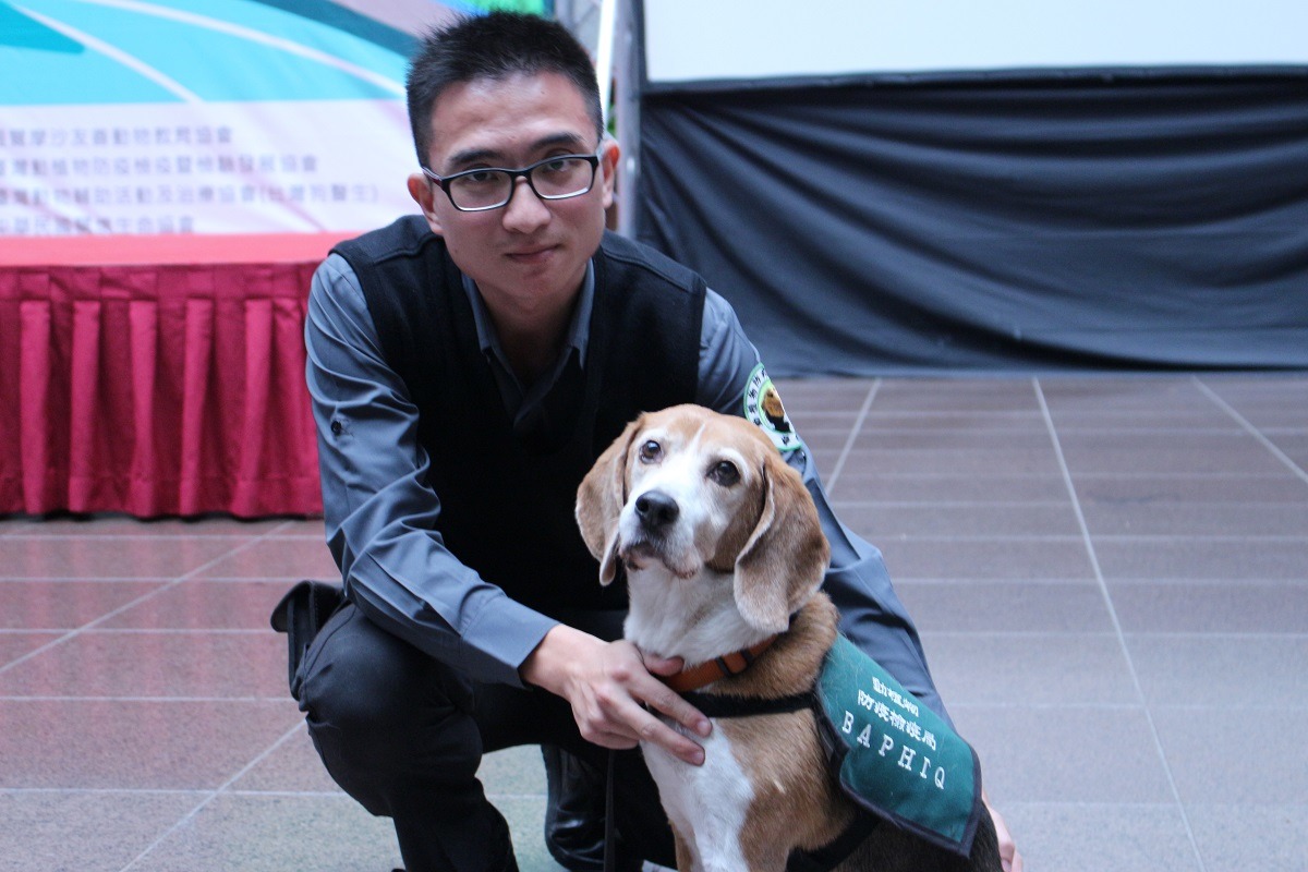 Kent來自桃園新屋收容所，在松山機場服務了5年多，被稱為「松山一哥」；台灣動植物防疫檢疫暨檢驗發展協會目前有47隻檢疫犬，其中15是從收容所領養而來。　李娉婷/攝
