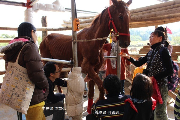 中壢育源堂中醫診所的人員每周三、日都會來水牛學校幫茱麗葉針灸、推拿，需要義工們同時為茱麗葉梳毛與餵食，以分散牠的注意力。 李娉婷/攝