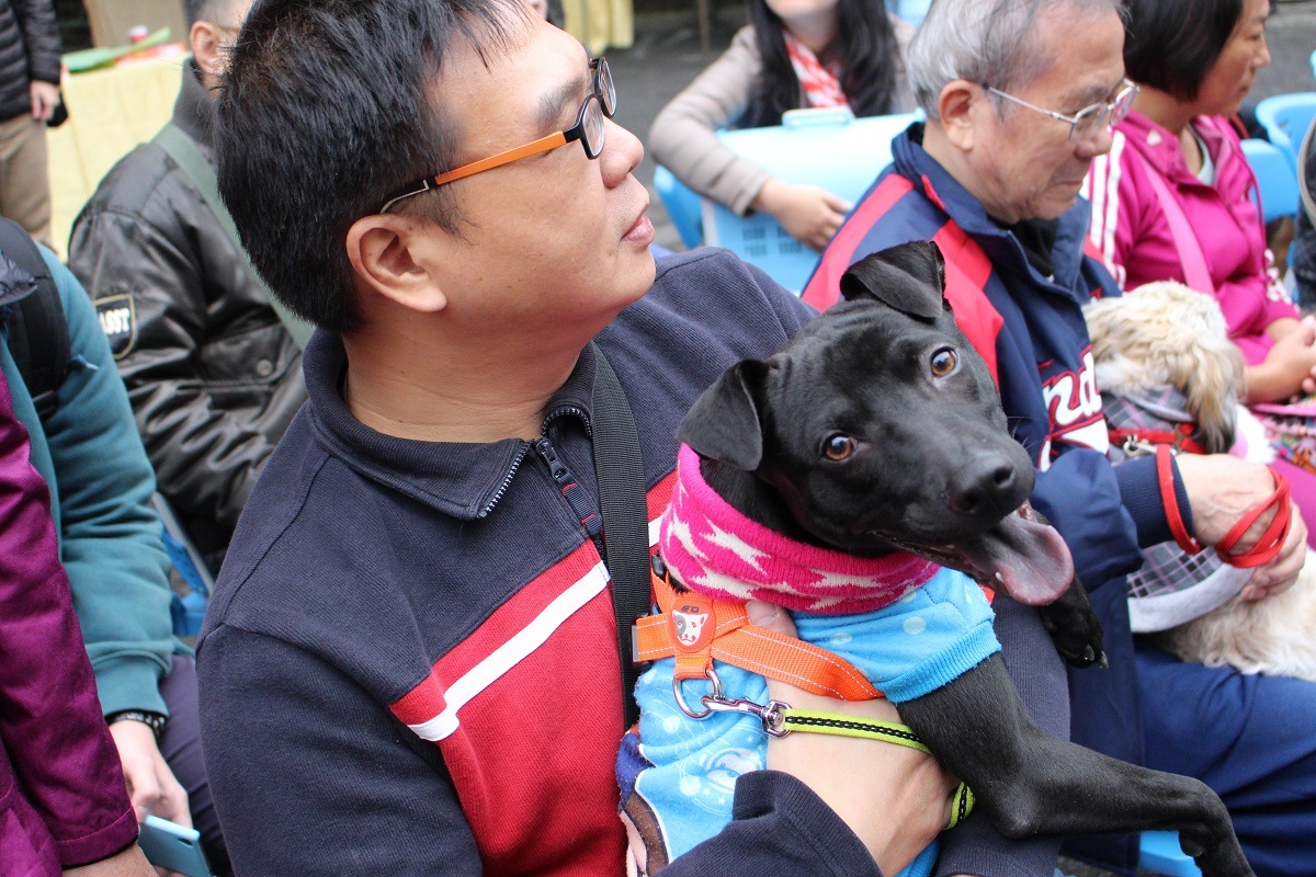 不過也有回娘家絲毫不緊張的狗狗。 李娉婷/攝