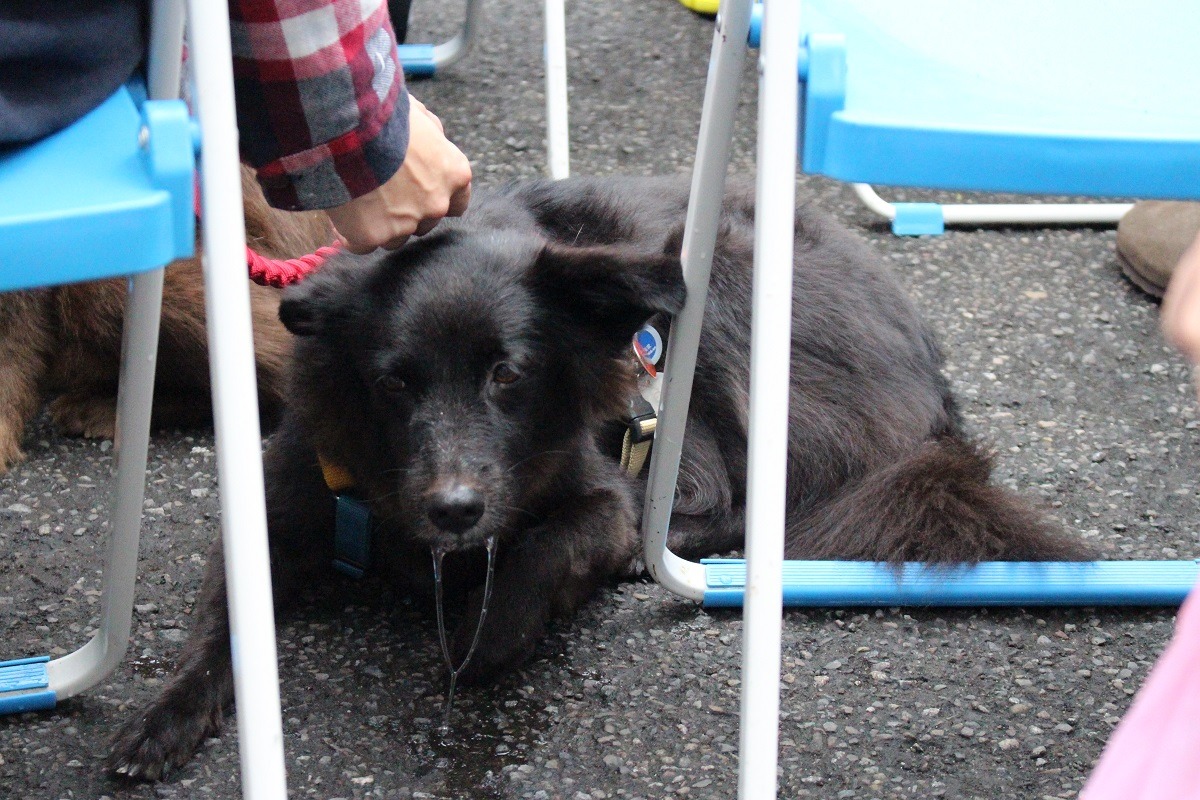 狗狗回到台北市動物之家,緊張地流口水,飼主不停地安撫牠。 李娉婷/攝