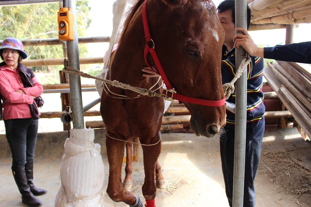 中壢育源堂中醫診所的推拿師何銘訓為茱麗葉按摩、舒緩牠緊繃的肌肉與情緒。 李娉婷/攝