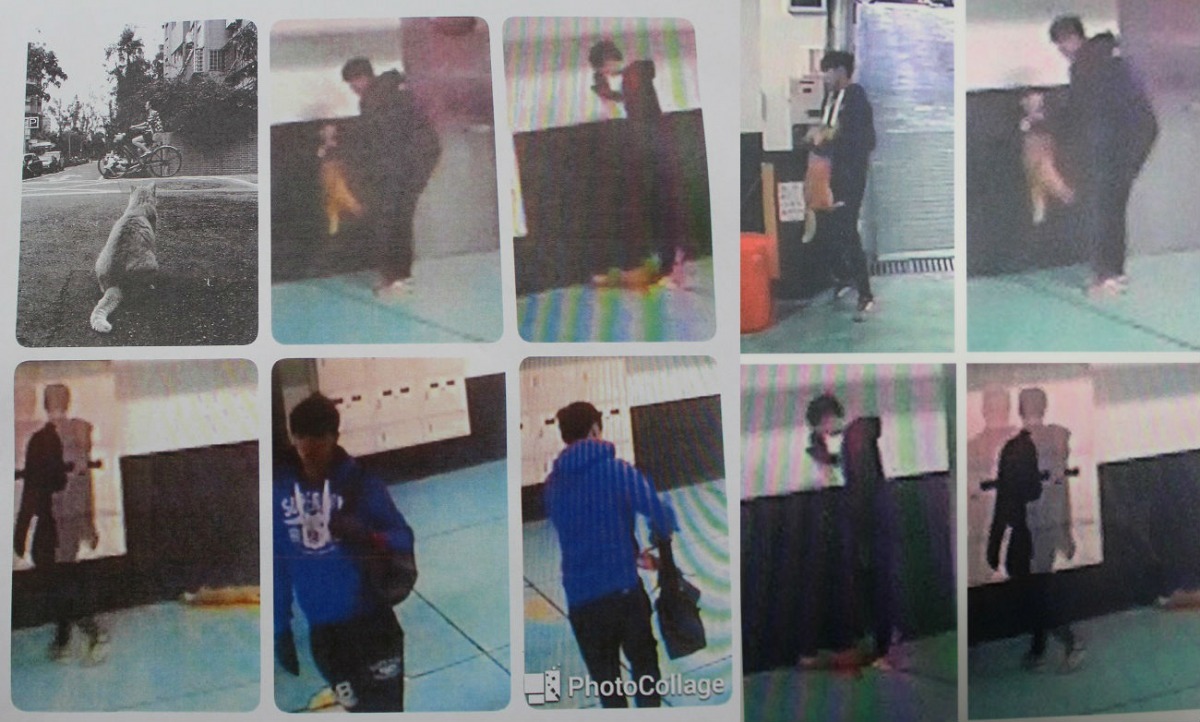 畫面中能清楚看到陳姓嫌疑犯踢擊癱軟的大橘子，隨後走到監視器死角，再出現時大橘子消失，嫌犯換裝且手中多了一個黑色提袋。　李娉婷/翻攝