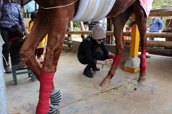 為避免馬腿受傷,就算是健康的馬匹,在外出行走時也要打綁腿,劉小夢為義工們示範綁腿的纏法。 李娉婷/攝
