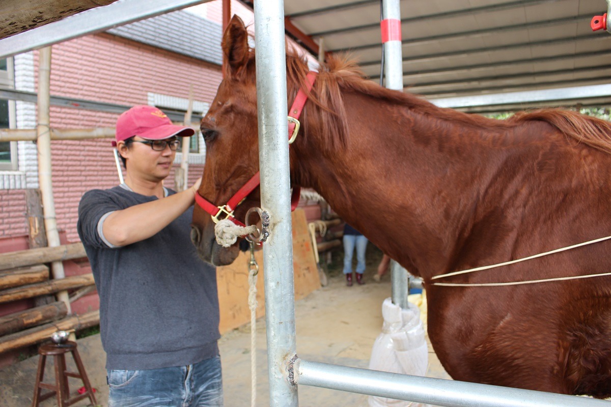 茱麗葉重達450公斤,後事無法委託寵物殯葬業者辦理。 李娉婷/攝