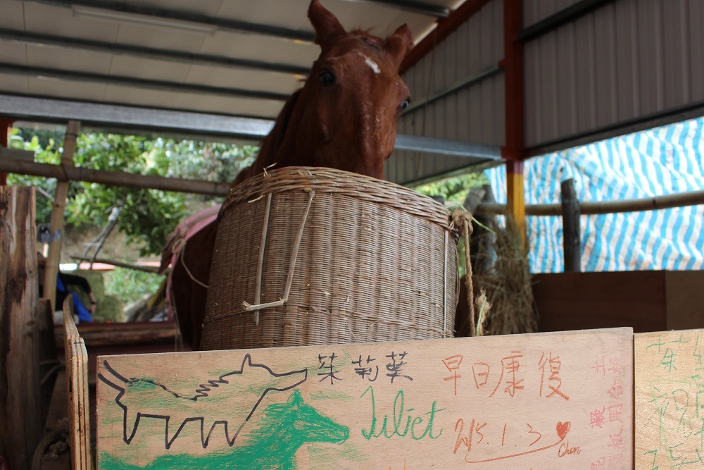 茱麗葉的馬廄圍欄上充滿了小朋友的祝福。 李娉婷/攝