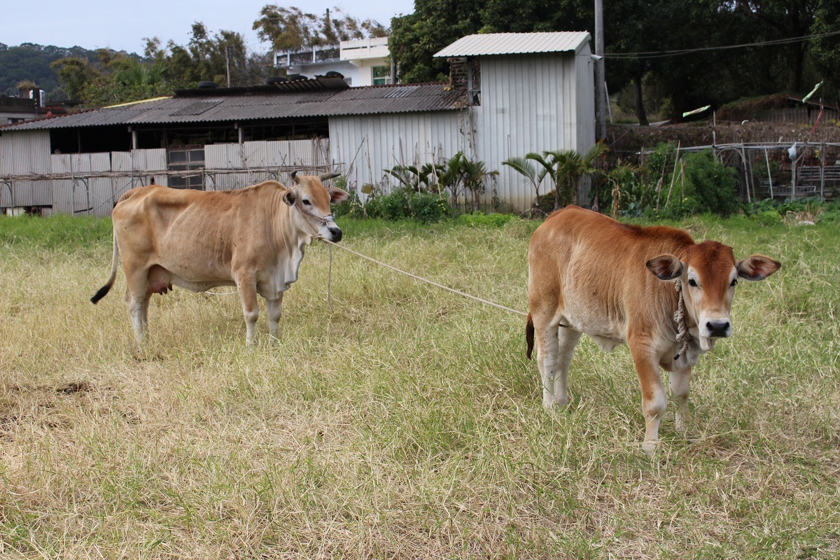 此次感染案例為黃牛,口蹄疫病毒能藉由人員、物品與空氣傳播,詳細感染路徑還須更謹慎的分析。 (示意圖) 李娉婷/攝