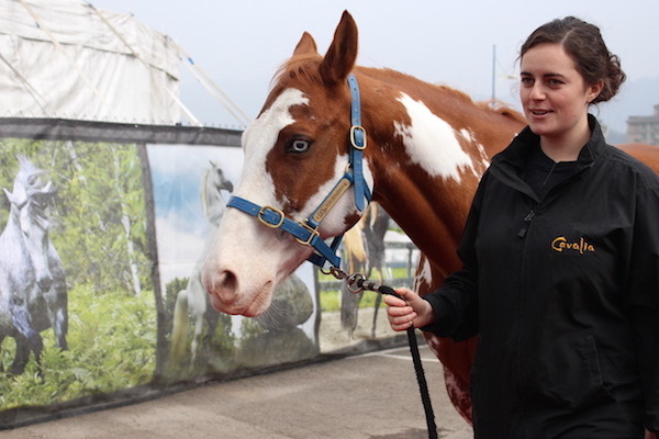 馬明星Henry的藍眼睛在馬中非常罕見。 李娉婷/攝