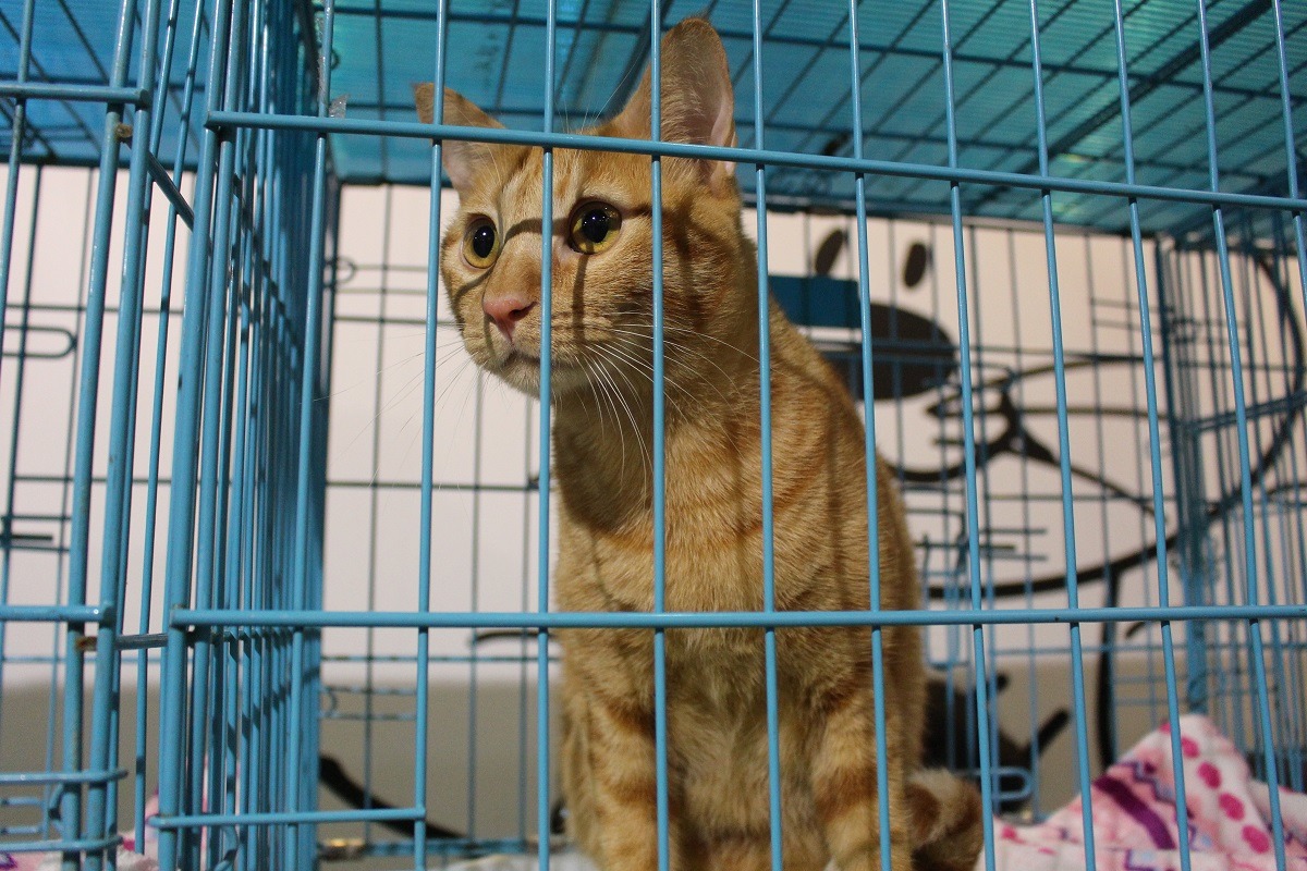 誰要來帶我回家呢? 黃靖雅/攝