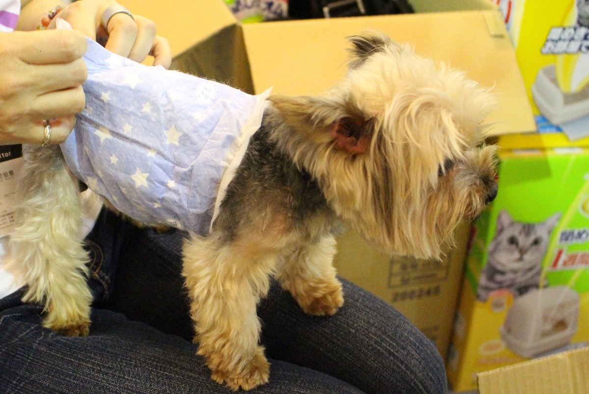 台灣動物新聞網今年也要送狗狗的「禮貌帶」給飼主，一起幫狗狗變成有禮貌的孩子吧！(每人限索取一份)　台灣動物新聞網資料照(江幸芸/攝)