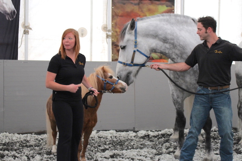 微型馬Troubadour和佩爾什馬Merlin打招呼。 李娉婷/攝