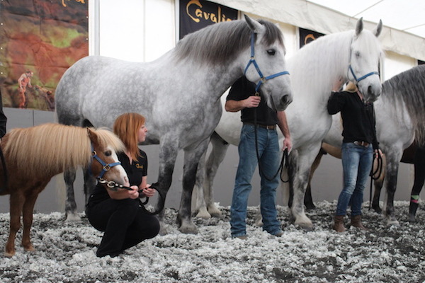 體型最小的微型馬Troubadour只有佩爾什馬的一半高，佩爾什馬是Cavalia最高大的馬明星，一隻有2噸重。 李娉婷/攝