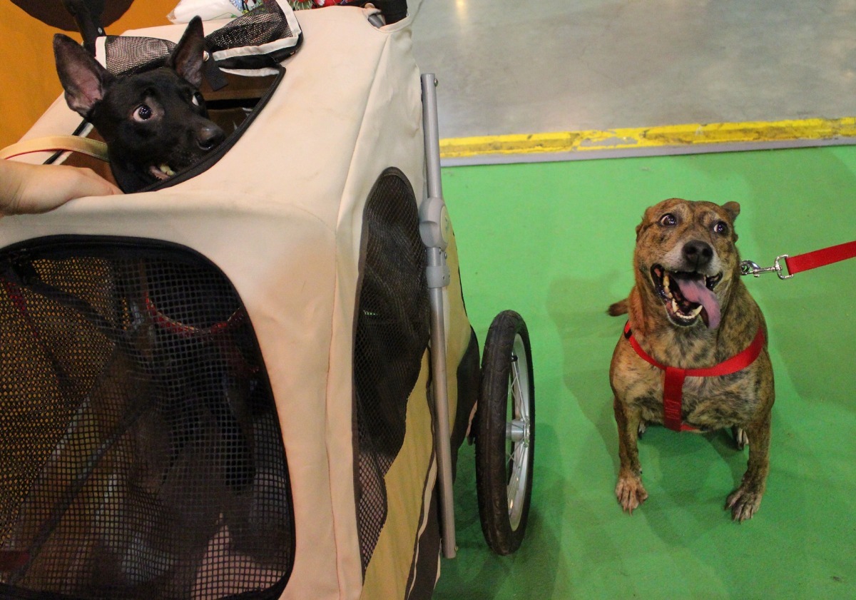 愛狗的好飼主增加,能帶動寵物業的繁榮。 李娉婷/攝