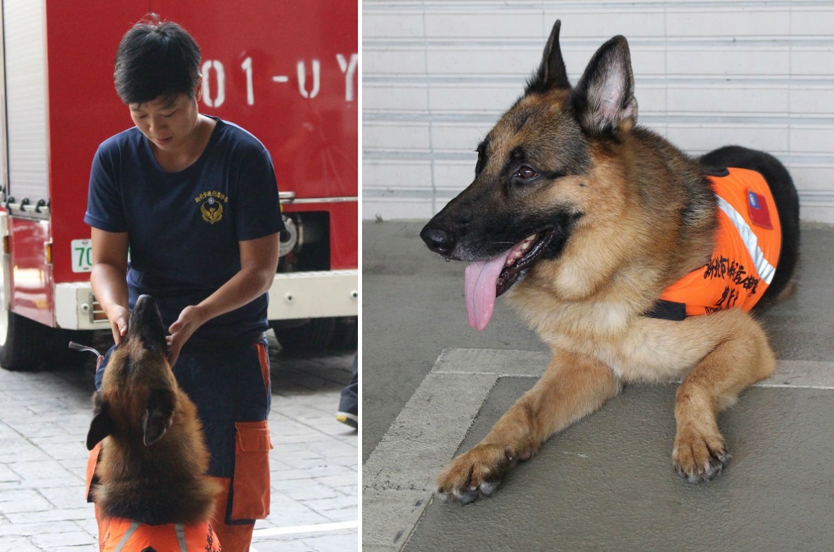 無敵跟著控犬員羅浩芳5年，是隻相當穩定的搜救犬，除了羅浩芳的口令，其他人別妄想能叫動牠。　李娉婷/攝