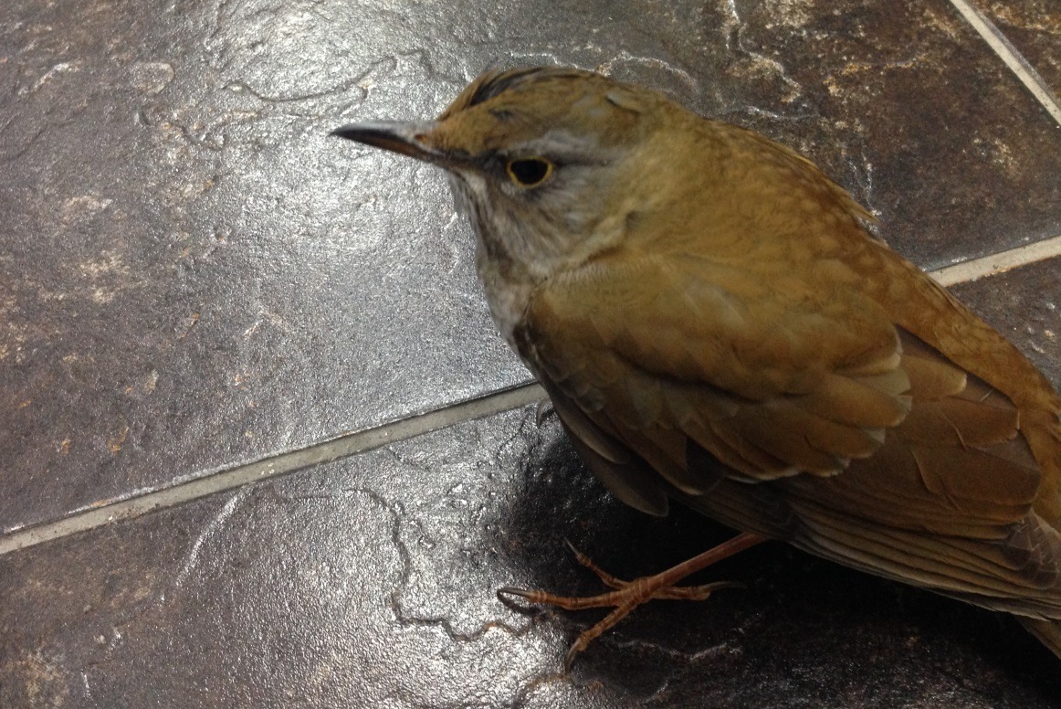 感染舊型H5N2禽流感病毒的白腹鶇。 基隆市動物保護防疫所/提供