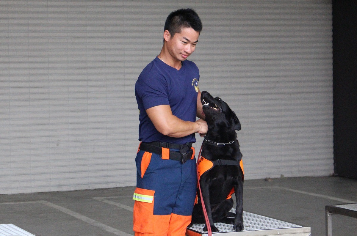 搜救犬爾文總是這樣注視著牠的控犬員凌國智，所以絕不會錯過凌國智下達的指令。　李娉婷/攝