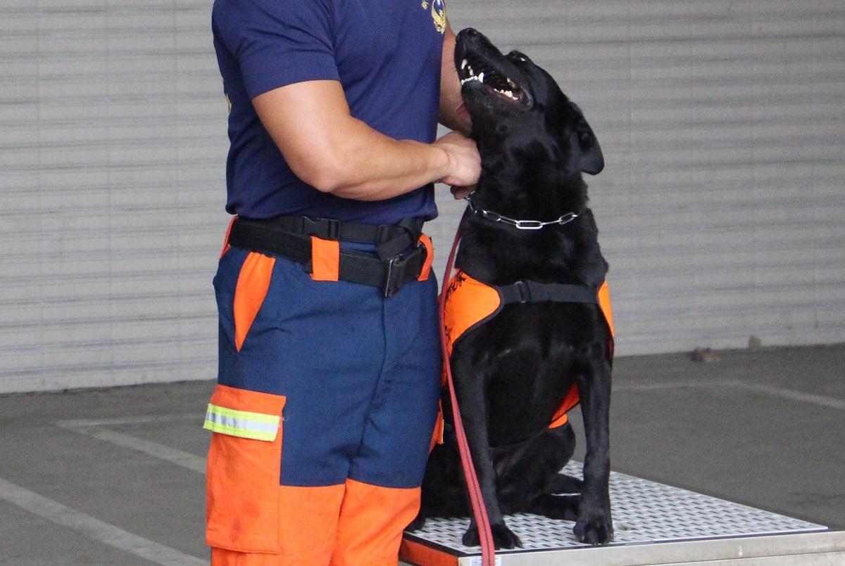 過度熱情不適合當緝毒犬，卻是搜救犬的必要特質！　李娉婷/攝