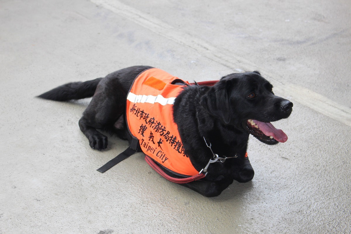 爾文在看什麼？當然是牠的控犬員呀！　李娉婷/攝