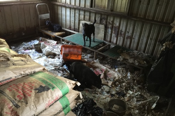 現場髒亂不堪。  桃園市推廣動物保護協會/提供